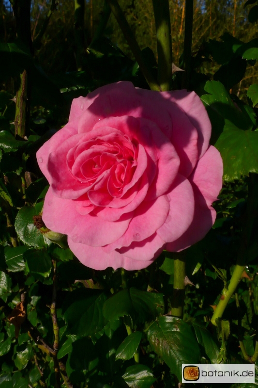 Rosa centifolia 'Dornröschenschloss Sababurg'
